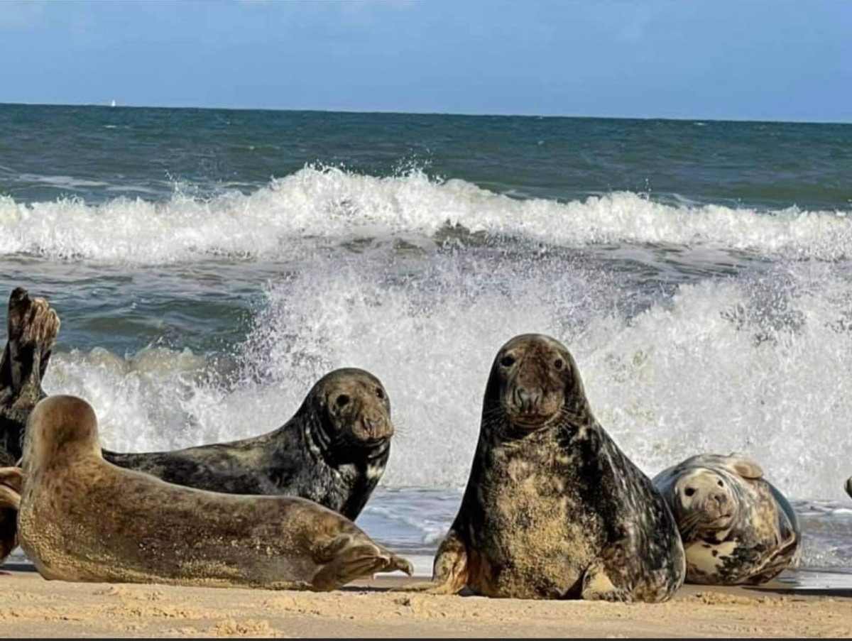 The seals were one of the inspirations to start of Cotton Roots